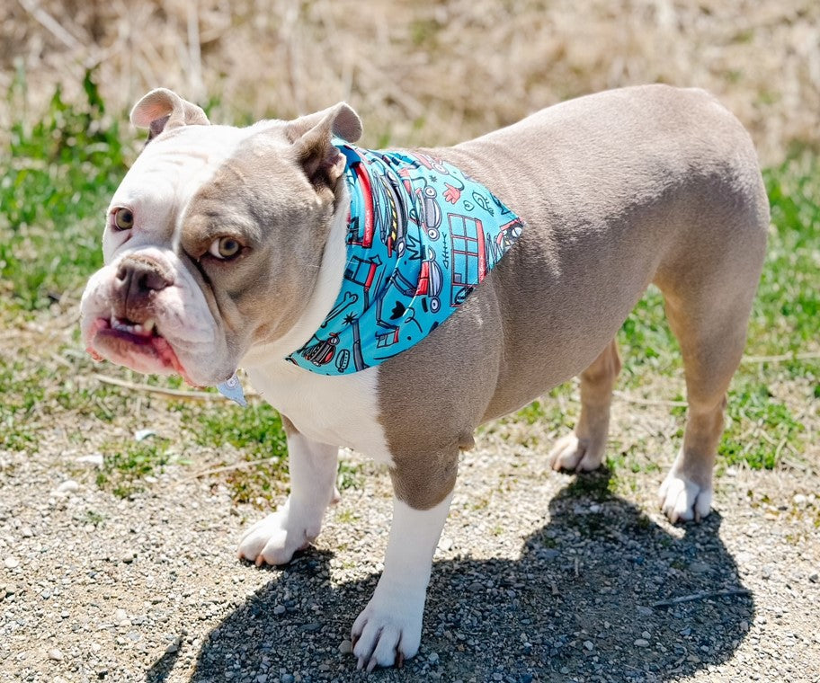 Pet bandana